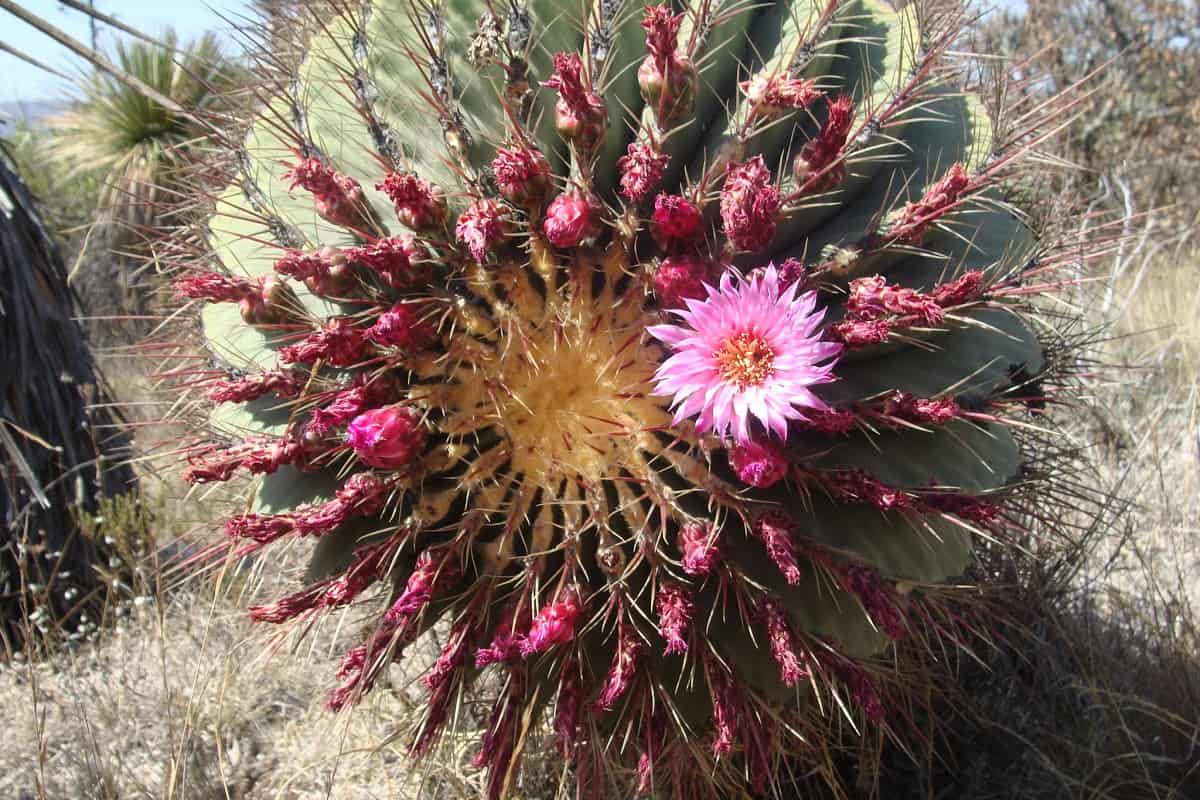 Ferocactus haematacanthus
