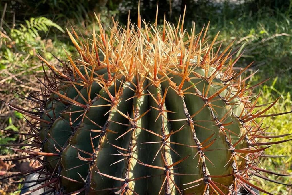 Ferocactus histrix