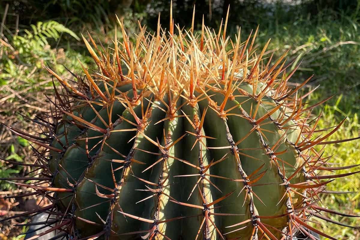Ferocactus histrix