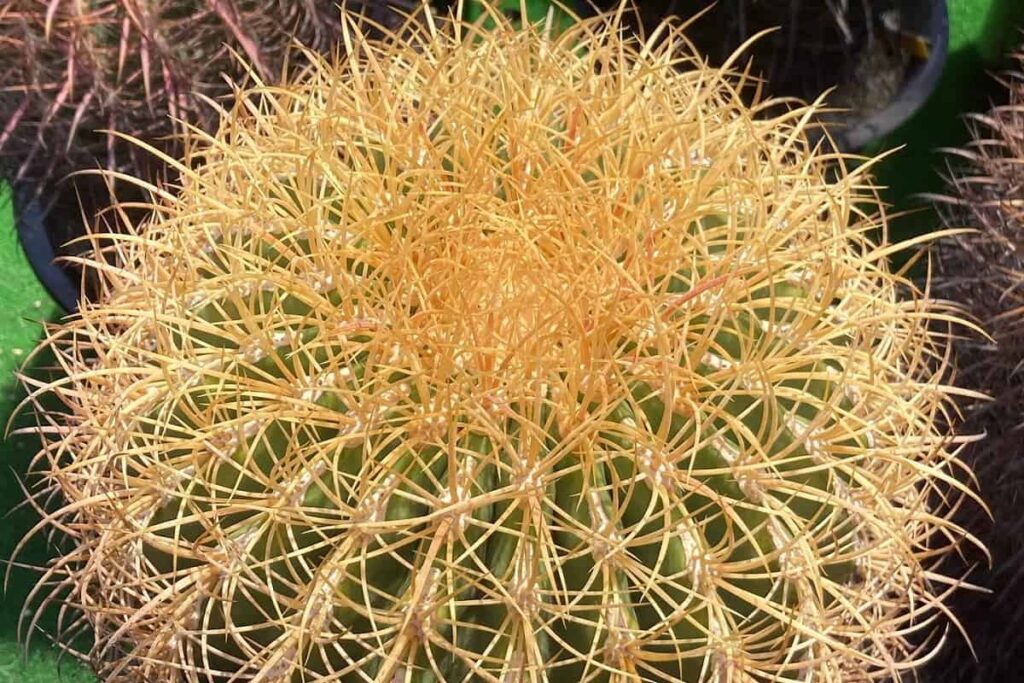 Ferocactus johnstonianus