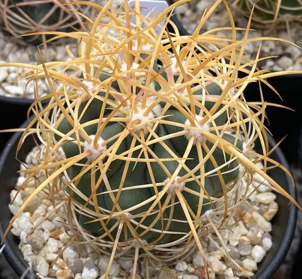 Ferocactus johnstonianus