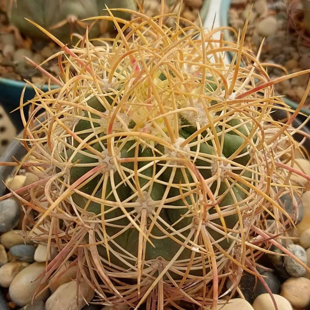 Ferocactus johnstonianus