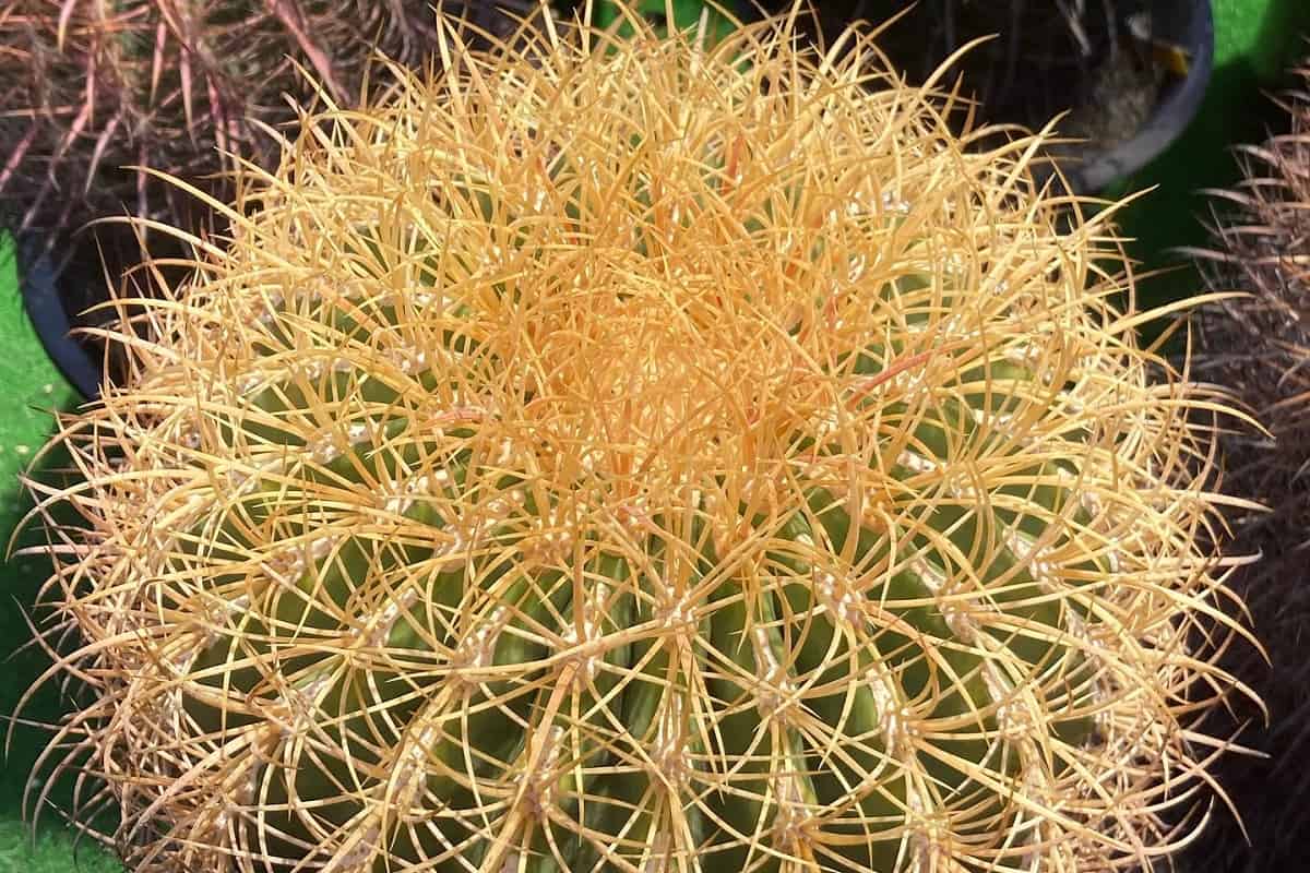 Ferocactus johnstonianus