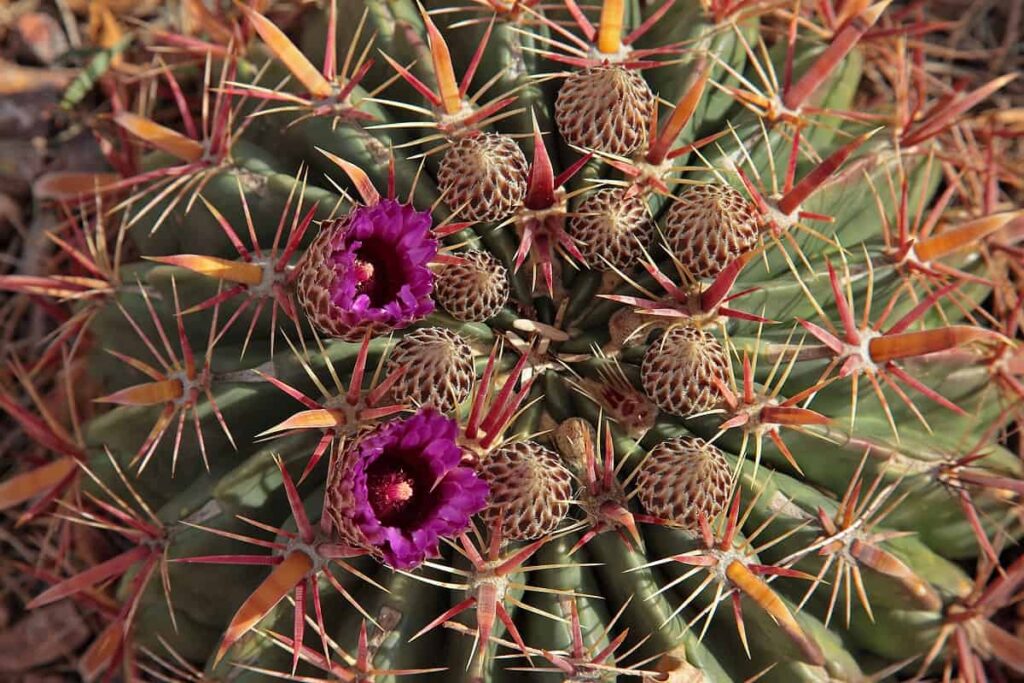 Ferocactus latispinus care