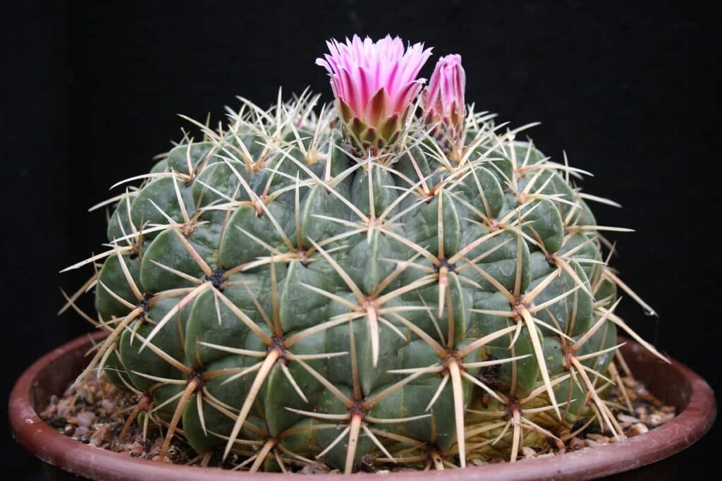 Ferocactus macrodiscus