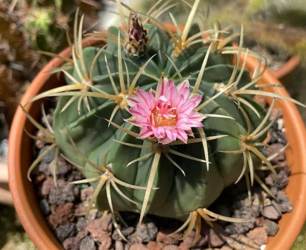 Ferocactus macrodiscus