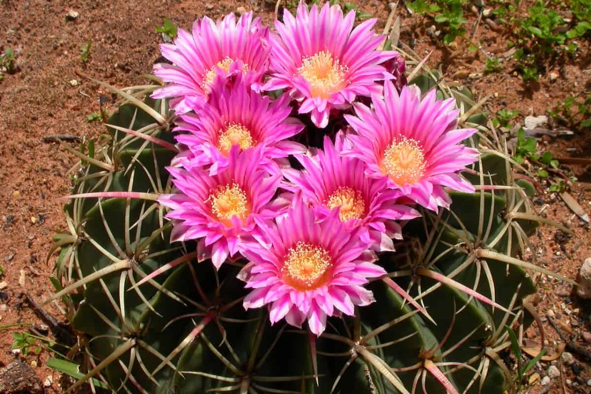 Ferocactus macrodiscus