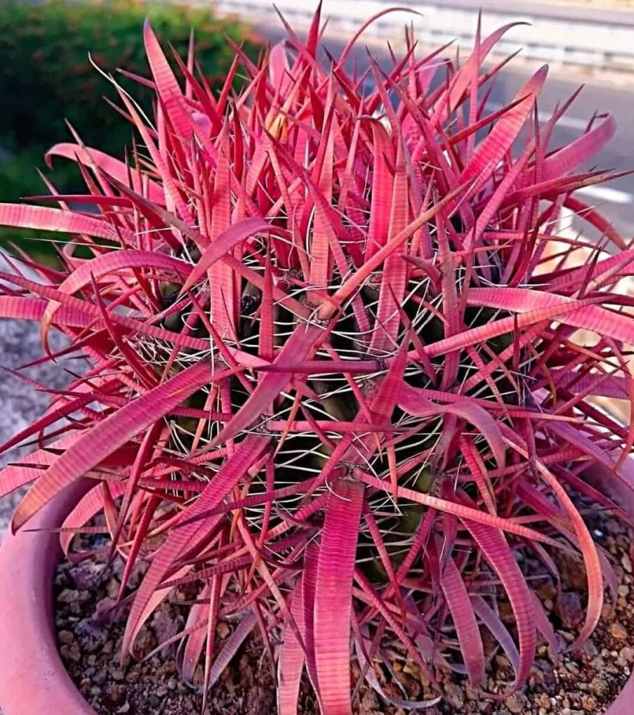 Ferocactus gracilis fire barrel cactus