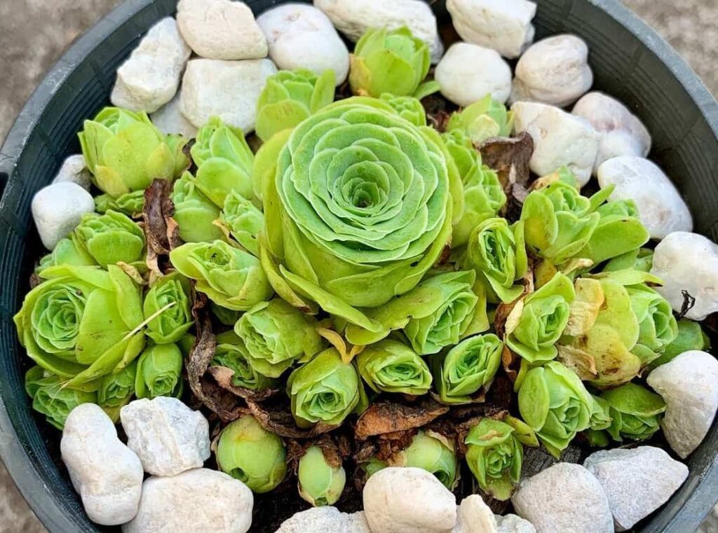 Greenovia aurea