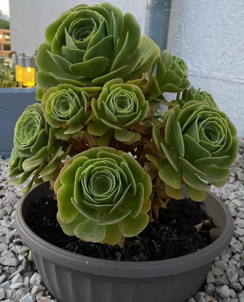 Greenovia aurea