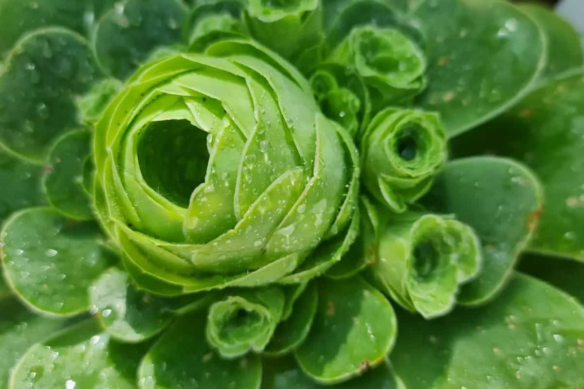 Greenovia aurea