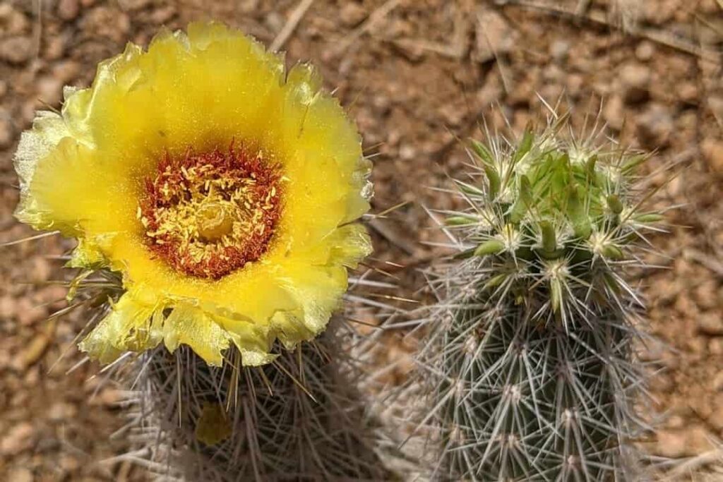 Grusonia bradtiana