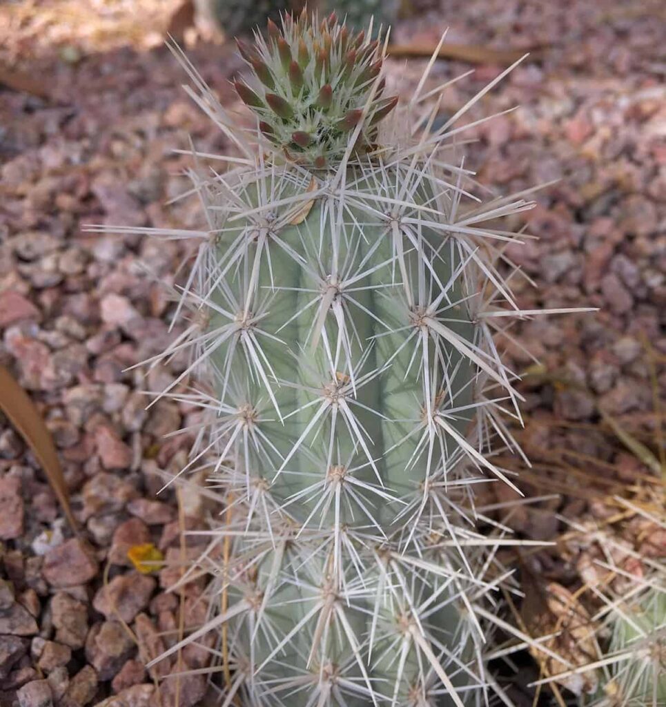 Grusonia bradtiana
