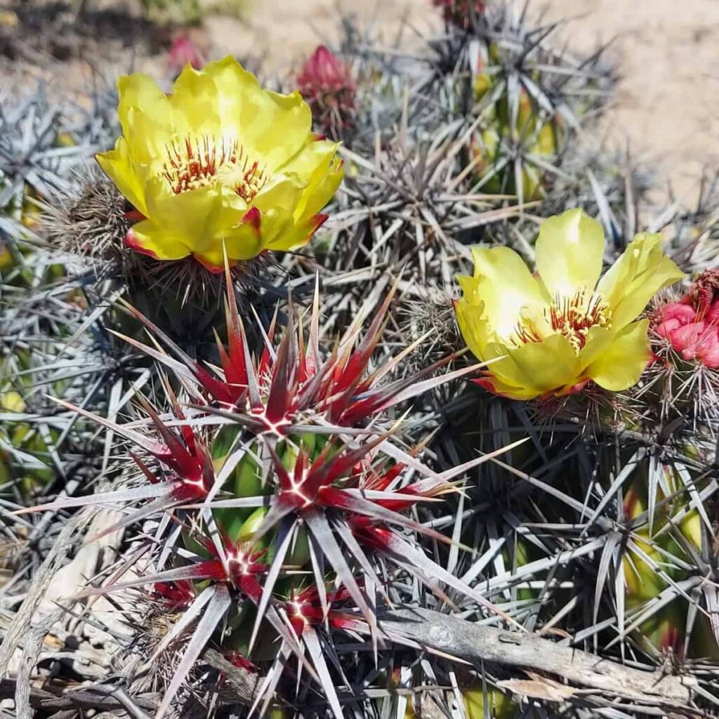 Grusonia invicta