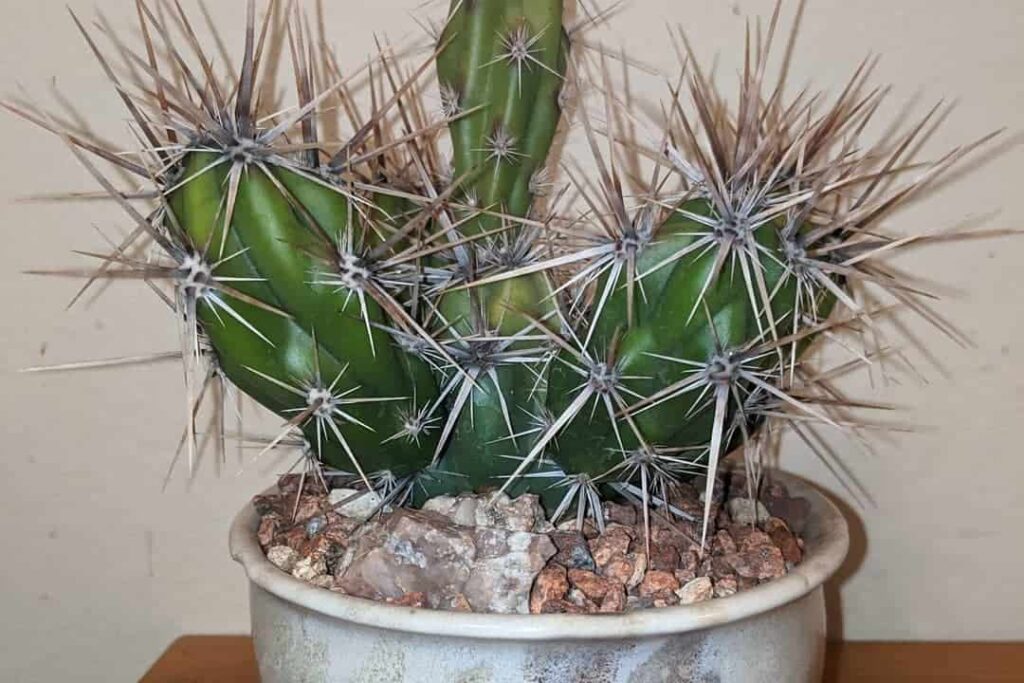 Grusonia invicta
