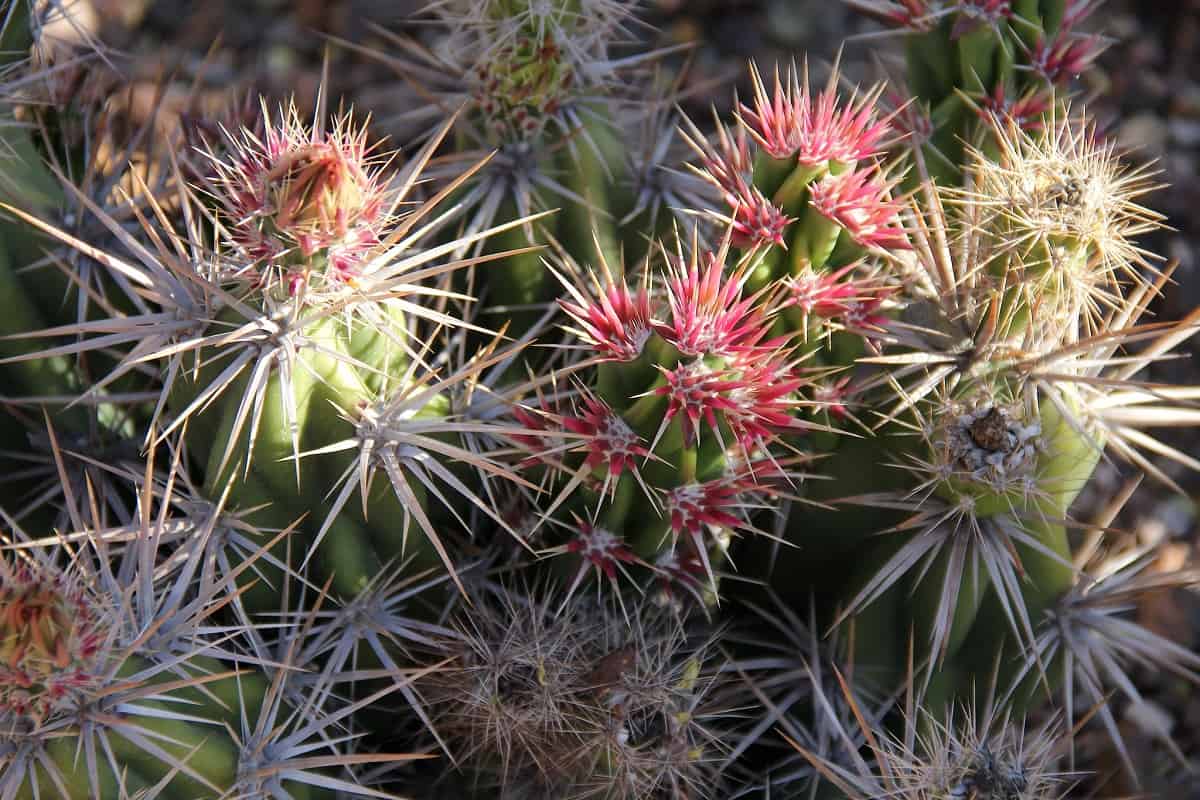 Grusonia invicta