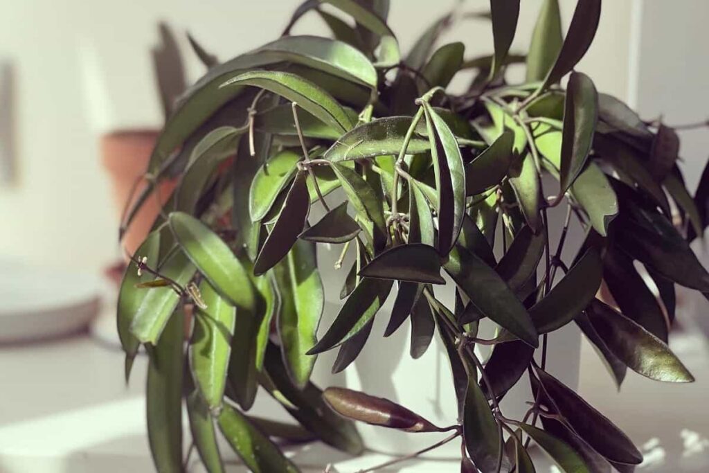 Hoya longifolia