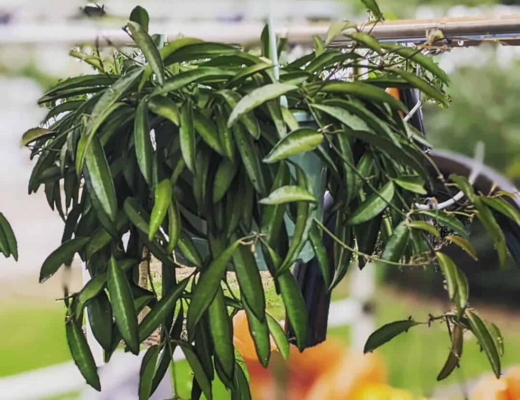 Hoya longifolia