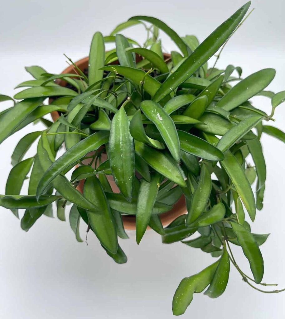 Hoya longifolia