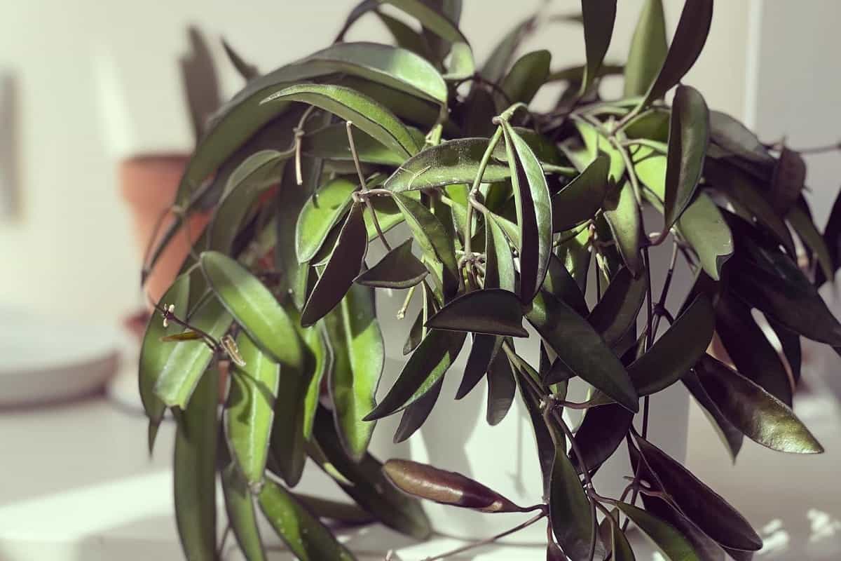 Hoya longifolia