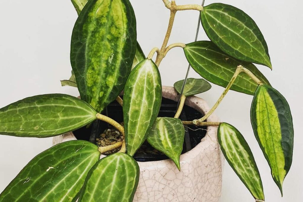 Hoya macrophylla