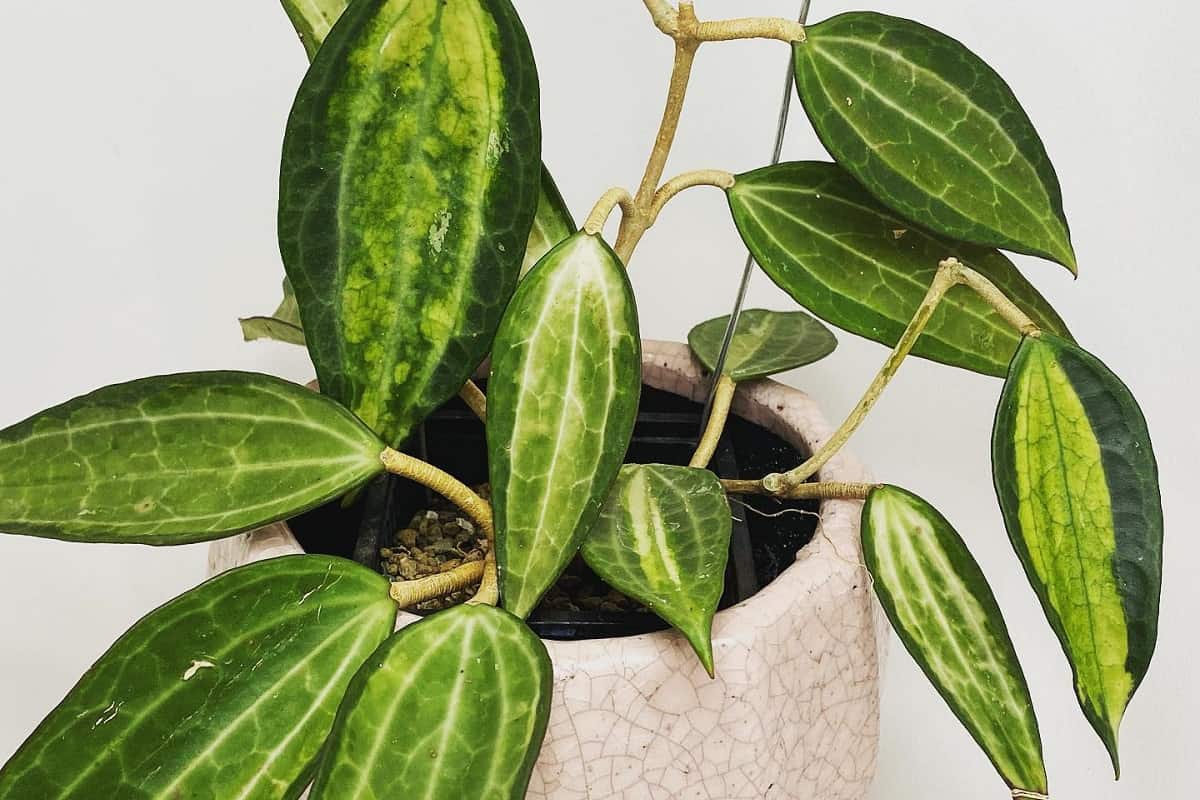 Hoya macrophylla
