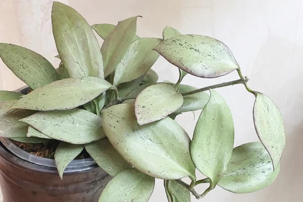 Hoya nicholsoniae