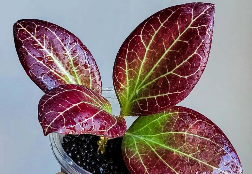 Hoya nicholsoniae