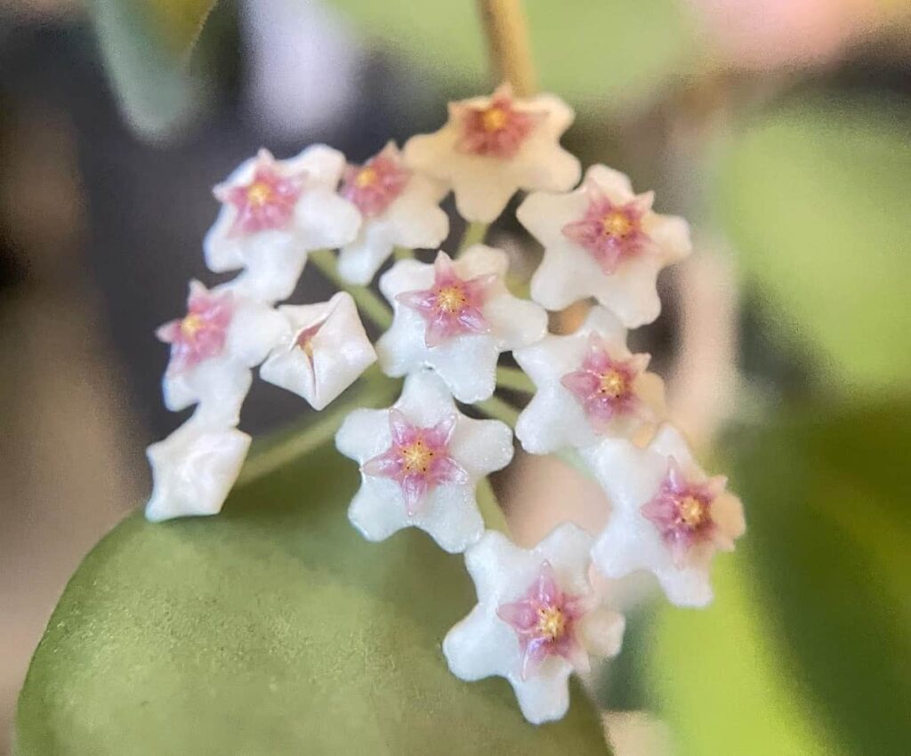 Hoya nummularioides