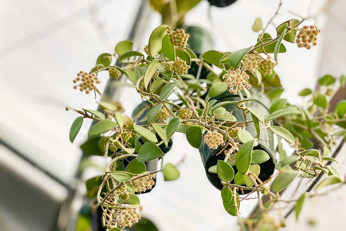 Hoya nummularioides