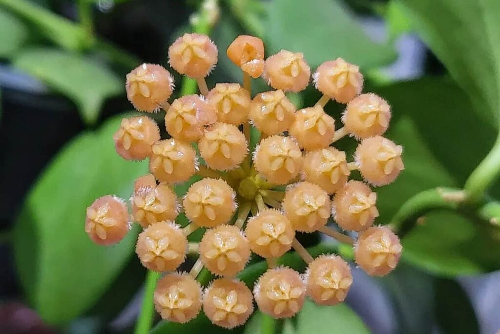 Hoya obscura