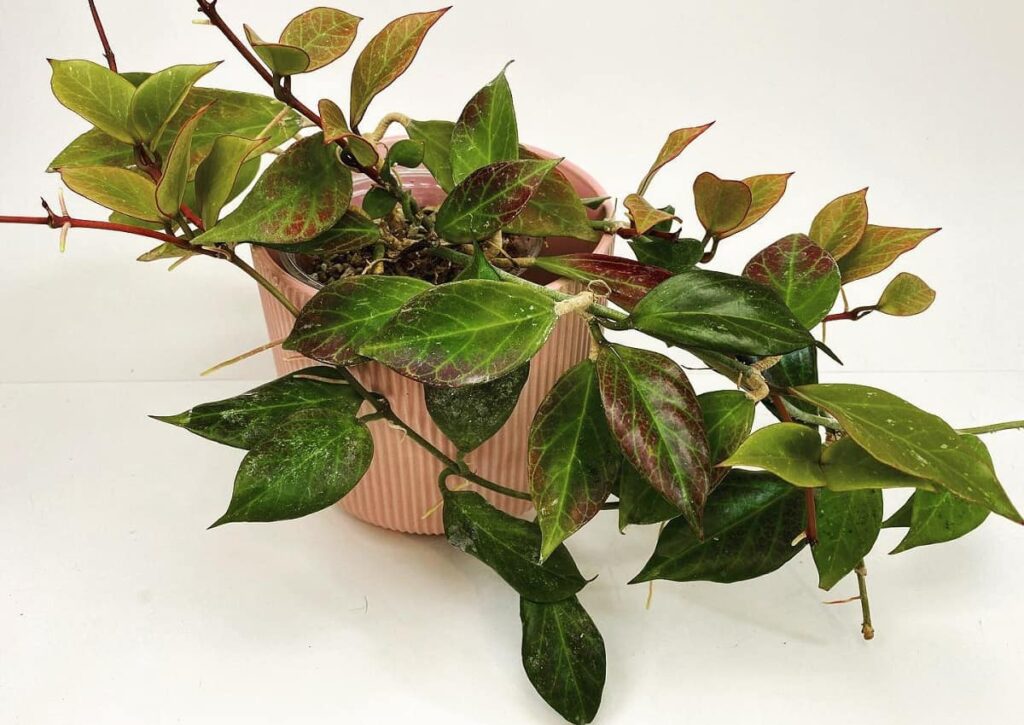 Hoya obscura