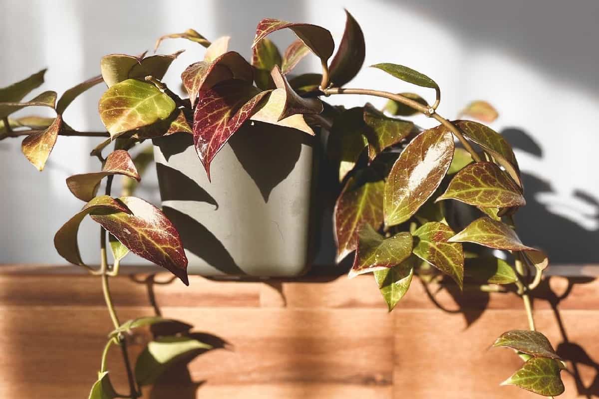 Hoya obscura