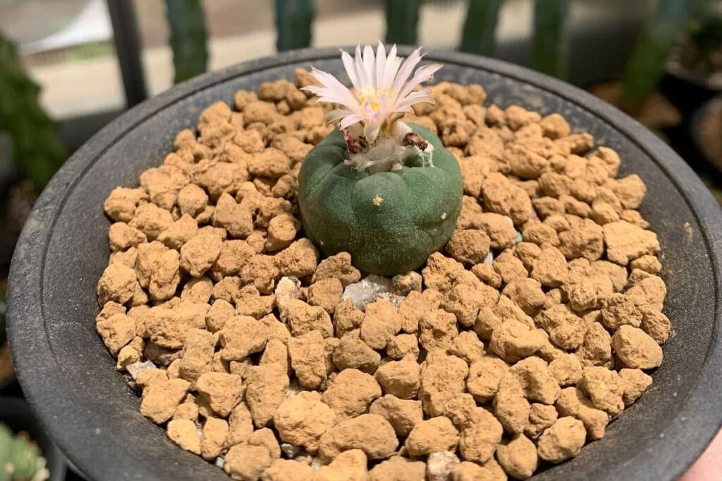 Lophophora alberto-vojtechii