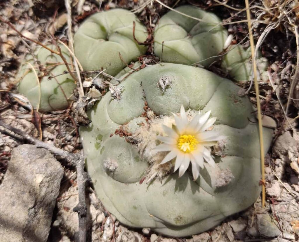 Lophophora diffusa