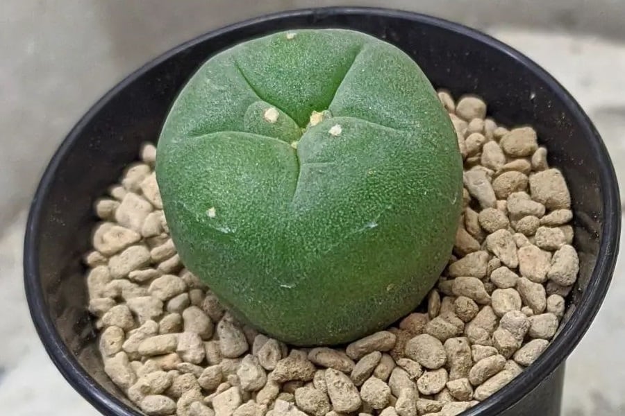 Lophophora diffusa subs. kubesae
