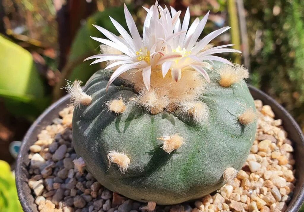 Lophophora diffusa var. koehresii