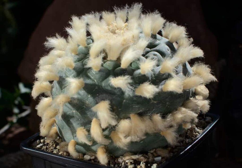 Lophophora diffusa var. swobodaiana