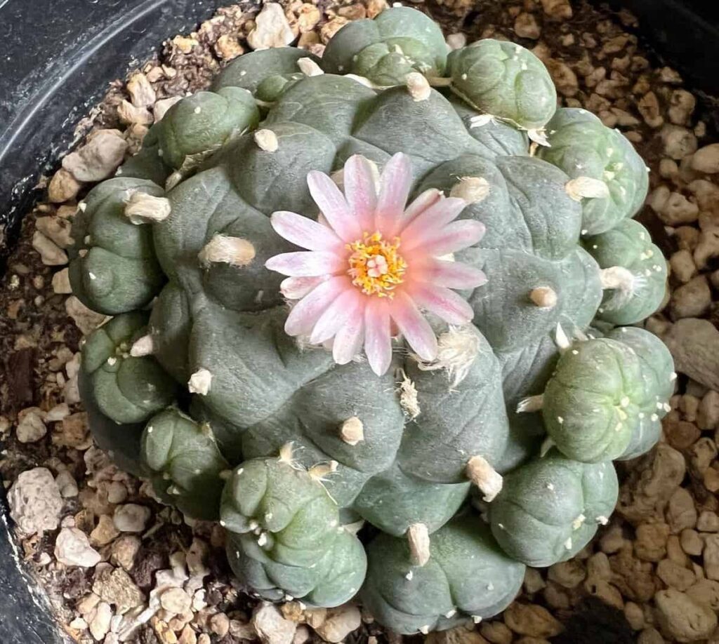 Lophophora williamsii