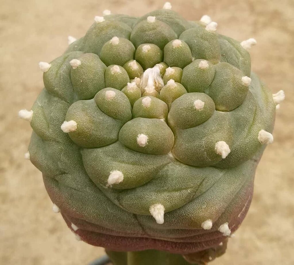 Lophophora williamsii cv. Kikko