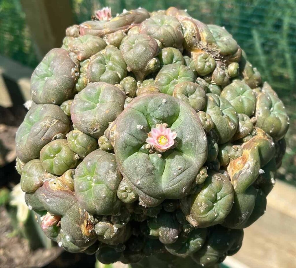 Lophophora williamsii var. caespitosa