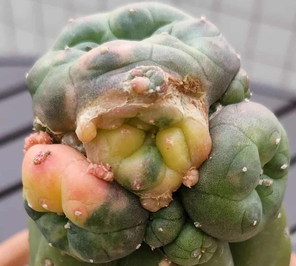Lophophora williamsii var. caespitosa f. variegata