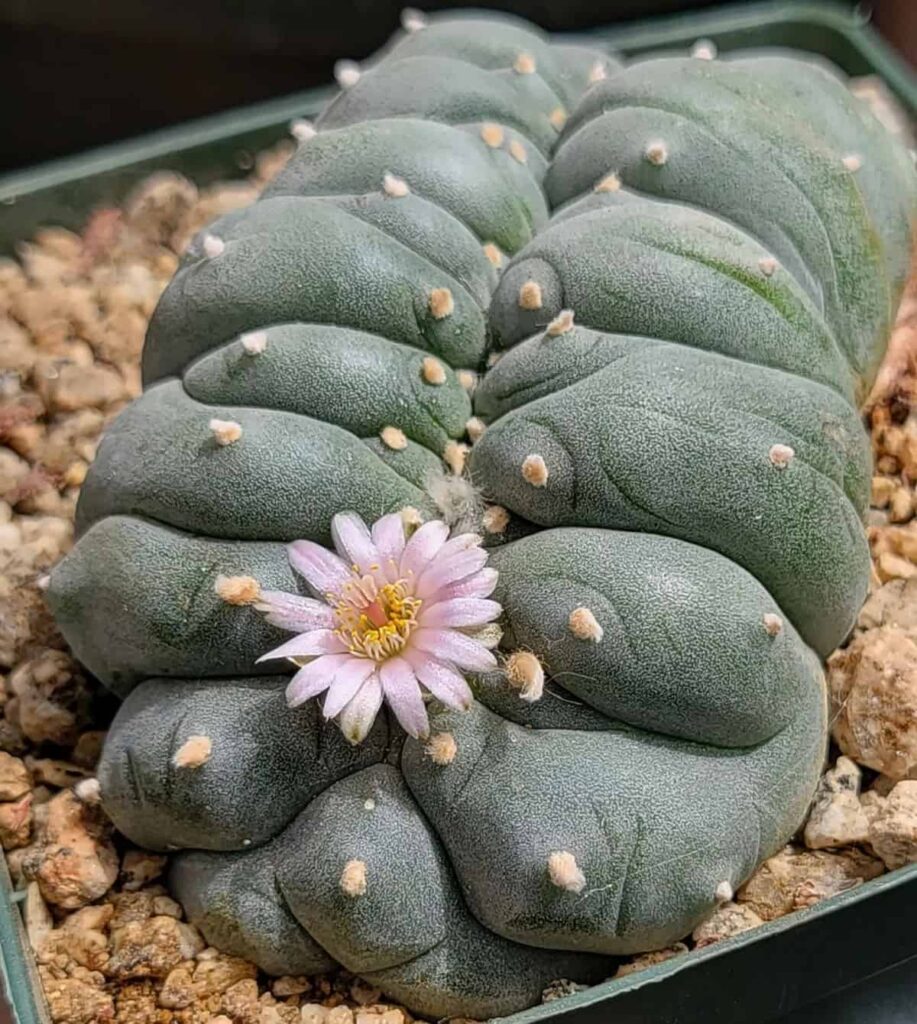 Lophophora williamsii var. cristata