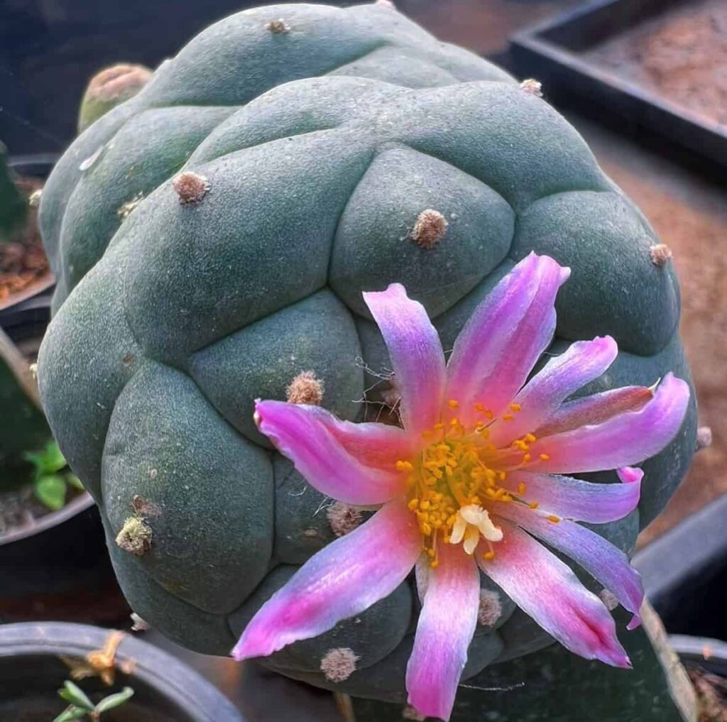 Lophophora williamsii var. fricii