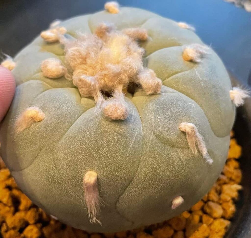 Lophophora williamsii var. fricii cv. Marbles