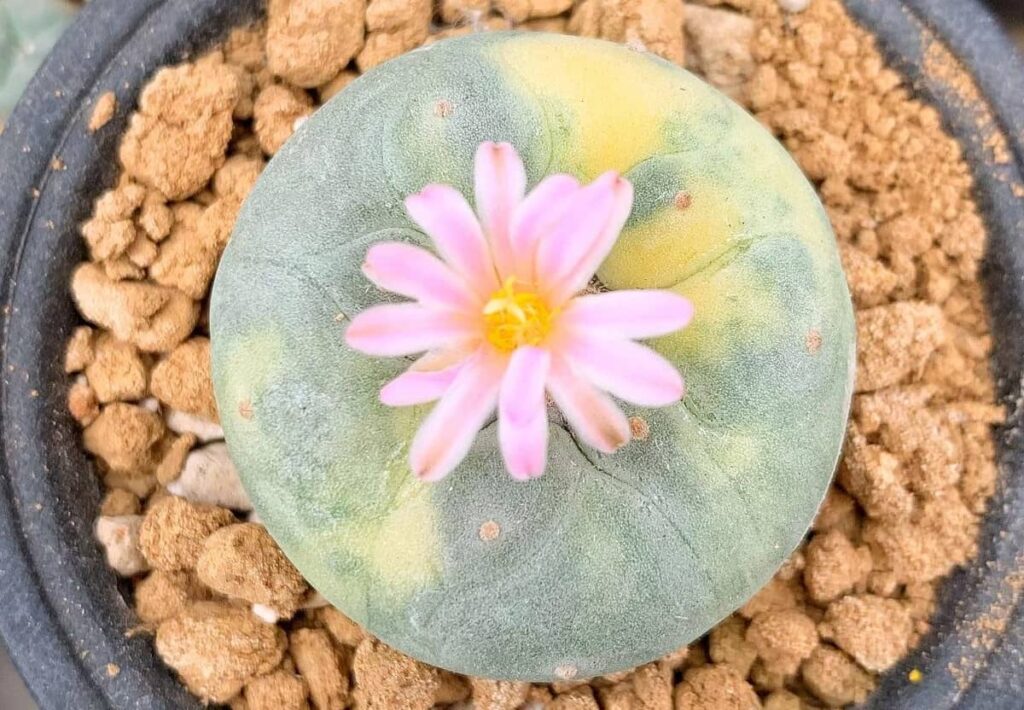 Lophophora williamsii var. fricii f. variegata