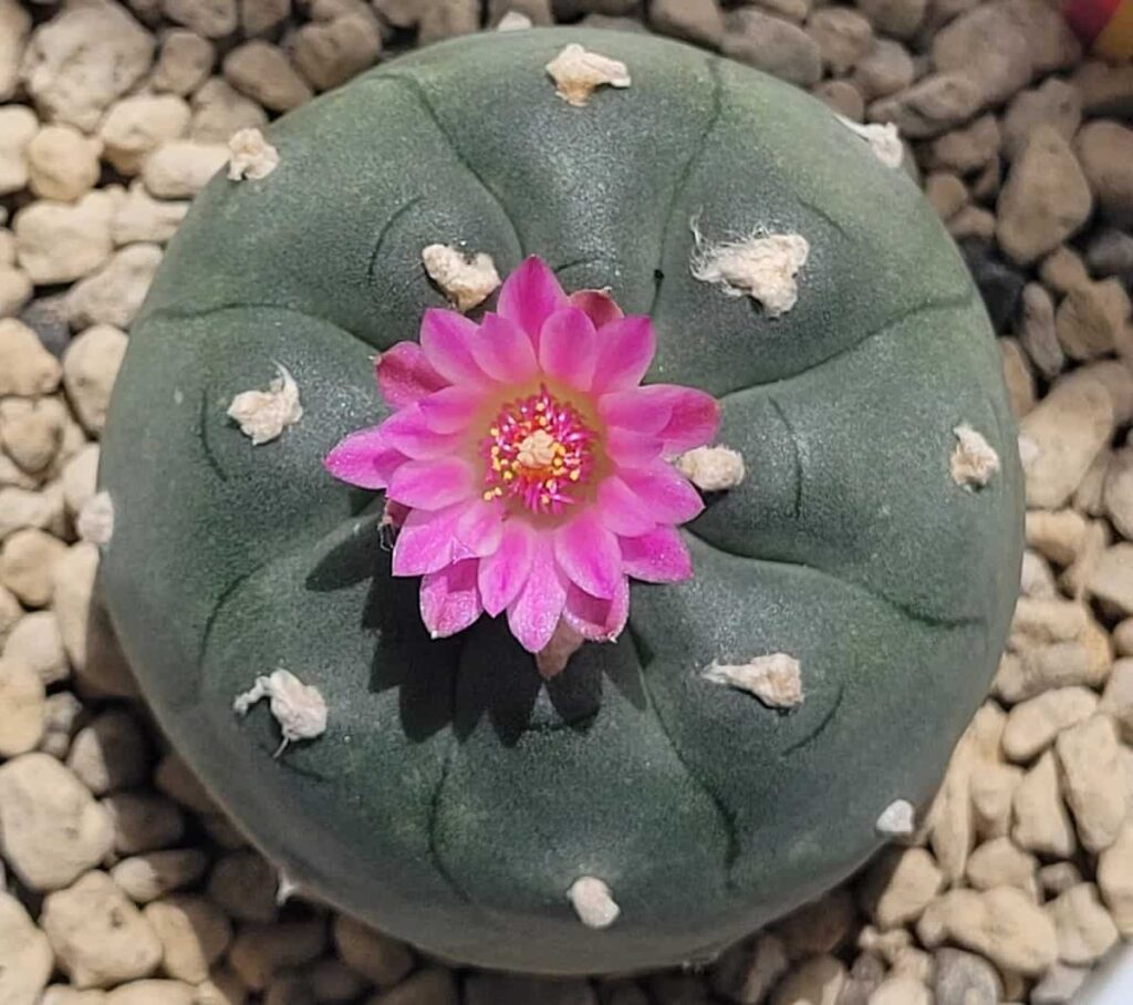 Lophophora williamsii var. jourdaniana