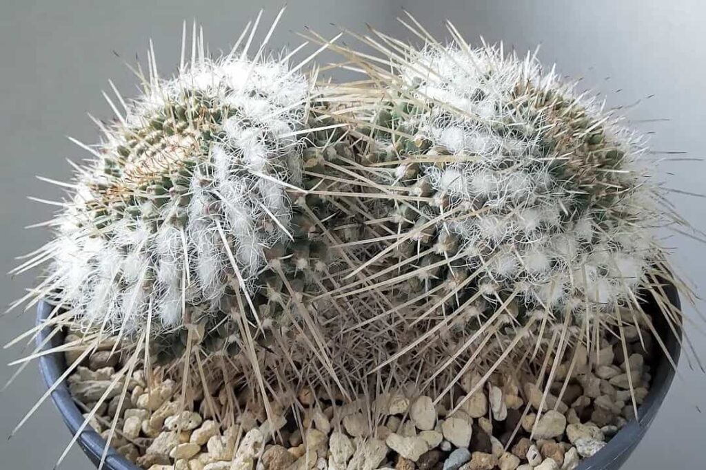 Mammillaria nejapensis