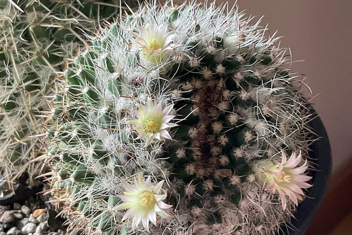 Mammillaria nejapensis