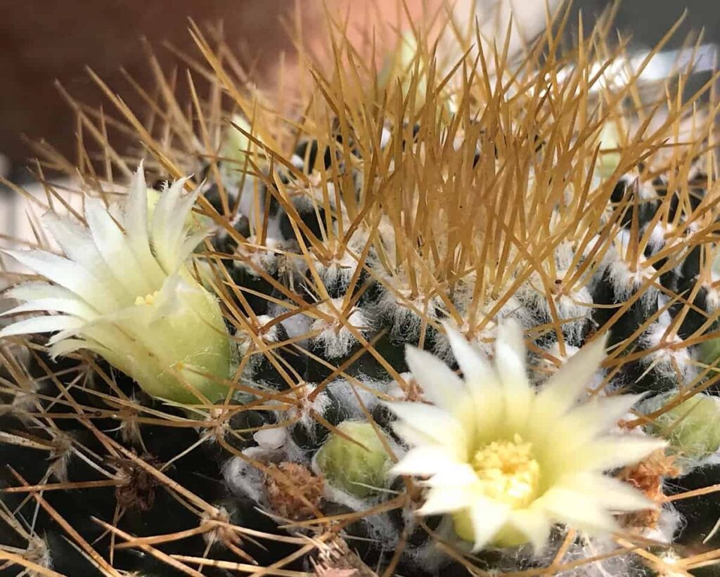 Mammillaria nivosa